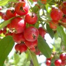 늘푸른공원 이미지