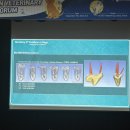 제 11회 아시아문화포럼 | 11회 아시아수의치과포럼(2025) 후기 – 반려동물 치과학의 현재와 미래