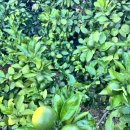 스테이퐁낭민박 이미지