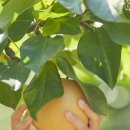 안나농원 이미지