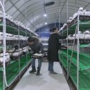 철성농장 이미지