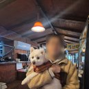 편안식당 | 대구군위 팔공산, 편안한 애견동반식당 시골밥상 한식 후기, 예약 방법