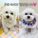 공간 페로 | (대전 유성구)공간페로 애견미용실 (동백 후기!!)