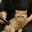 묘묭(MyoMyong) 이미지