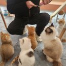 캣카페 낭만고양이 이미지