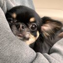 주멍멍 | 덕양구 내유동애견미용 주멍멍 방문후기_다견10프로 항시할인