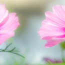 좋고좋다 이미지