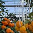 대구농장 이미지