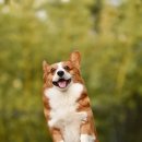 시그널동물병원 이미지