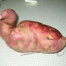 닭오리의 꿈 이미지