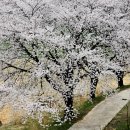 합천호회양관광단지 | 합천 백리벚꽃길 드라이브 &amp; 합천호 회양관광단지 벚꽃