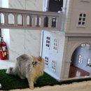 명품고양이카페 이미지