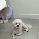 내동애견 이미지