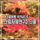 햇살자원 | 11월 나주 산림자원연구소 단풍 여행 : 광주근교 데이트 &amp; 메타세콰이어 가을