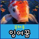 잉어 이미지
