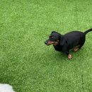 멍찌애견유치원 이미지