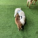 썸바디 독스 | [경기광주] 애견카페/애견놀이터/애견유치원/애견호텔 오포 썸바디독스