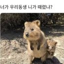 🇦🇺 시드니 여행 기록 | 2일차 - 오리너구리는 영어로 PLATYPUS (타롱가주, 시드니 베티스버거, 오페라...