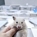 햄스터분양 베이비초롱 이미지