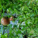 소박한 뜰 이미지