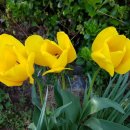 펜션정원 이미지