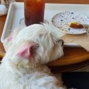 야탑서울동물병원 이미지