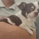 도그애견 이미지