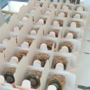 신 태양부양꼬치 이미지