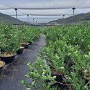 입석리농장 이미지