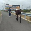 브레멘 음악대 이미지