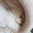 젤리즈펫 이미지