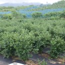 형제농원 이미지