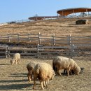 공명목장 이미지