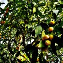 낑깡으로 많이 불려지는 금귤(金橘 Citrus japonica) 이미지