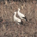 주남저수지 이미지