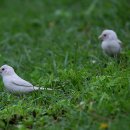 춘천시 약사천수변공원 흰참새 시리즈 2. 우리는 형제 !! 흰참새 유조(幼鳥, 어린새) 두 마리 이미지