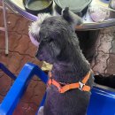 오아시스 갈비살 이미지