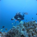 바론 | 보홀 한인 다이빙샵 바론다이브 발리카삭 다이빙 후기