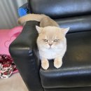 골든캣 골드브숏 골드먼치킨 평택전문점 이미지