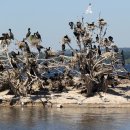 가마우지 (Double Crested Cormorants), 등대 (Breezeway Lighthouse) - 2026.06.13 이미지