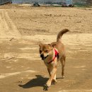 피개행개 이미지