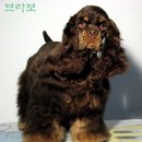 ★★★akc.CH.FAIRWIND"S RAMSES의 사랑스런 꿈나무 초쿄 코카4남매★★★ 이미지