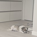 진참치랑연어 이미지