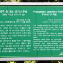 나무숲소 이미지