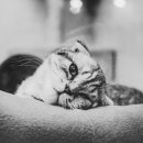 송파원동물병원 이미지