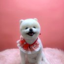 행복한애견미용실 이미지