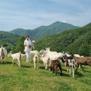 향수목장2 이미지