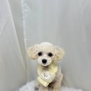 도도그루밍 이미지