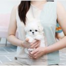 스타일독앤캣강아지고양이경기광주점