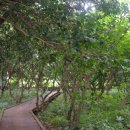 신흥동백나무군락 이미지